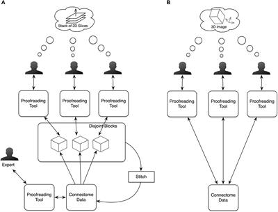 NeuTu: Software for Collaborative, Large-Scale, Segmentation-Based Connectome Reconstruction